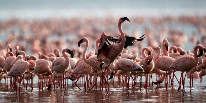 Hiện tượng kỳ lạ này được lý giải bởi muối cacbonat natri, một trong những chất được người Ai Cập cổ đại dùng để ướp xác. Câu chuyện hồ nước hóa đá sinh vật bắt nguồn từ đây. Dù nguy hiểm, hồ nước lại hấp dẫn chim hồng hạc vào mùa sinh sản bởi nguồn thức ăn dồi dào. Đàn hồng hạc sẽ chỉ tìm kiếm thức ăn ở những khu vực nông và an toàn. Ảnh: No#News.