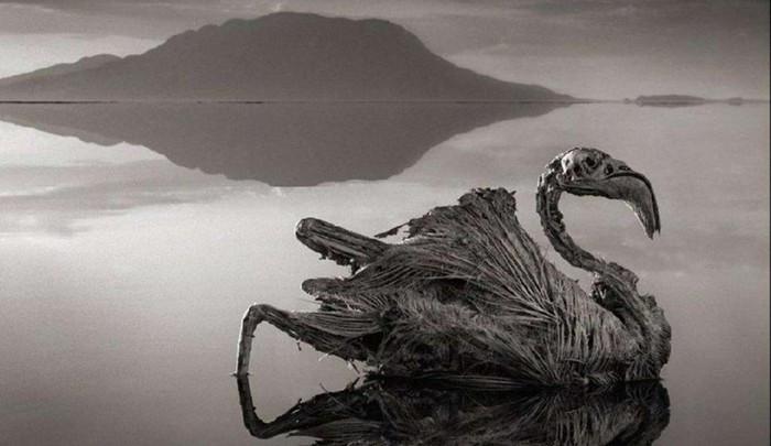 Khi mực nước trong hồ xuống thấp, cơ thể động vật không may rơi xuống nước lộ ra, biến nơi đây thành nghĩa địa của hàng nghìn xác chết hóa đá. Hiện tượng nhiều loài chim chết dưới hồ được giải thích bởi độ phản quang mạnh của mặt nước khiến chúng khi bay qua bị lóa mắt và rơi xuống. Năm 2013, nhiếp ảnh gia Nick Brandt khi tới đây đã vô tình phát hiện cảnh tượng độc đáo và ghi lại những bức hình ấn tượng. Ảnh: Frankfurter Rundschau.