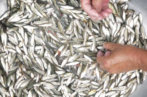 Tại An Giang, cá linh non đầu mùa bán thương lái giá 50.000 đồng/kg, số còn lại bán làm mồi cho cá lóc bông