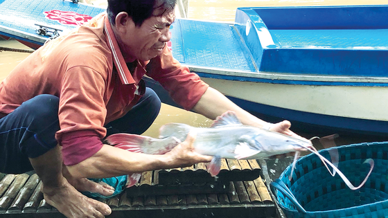 Ông Ba Nưng (xã Thường Thới Tiền, Hồng Ngự, Đồng Tháp) bắt được con cá Lăng Nha nặng gần 3kg.