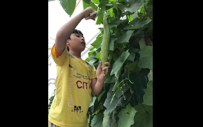 Mới đây, giàn mướp bên hiên nhà của Thân Thúy Hà vừa cho lứa đầu tiên. Nữ diễn viên cùng con trai hái khoảng 10 trái to, trên cây vẫn còn nhiều trái nhỏ bằng vài đầu ngón tay hoặc mới đậu.