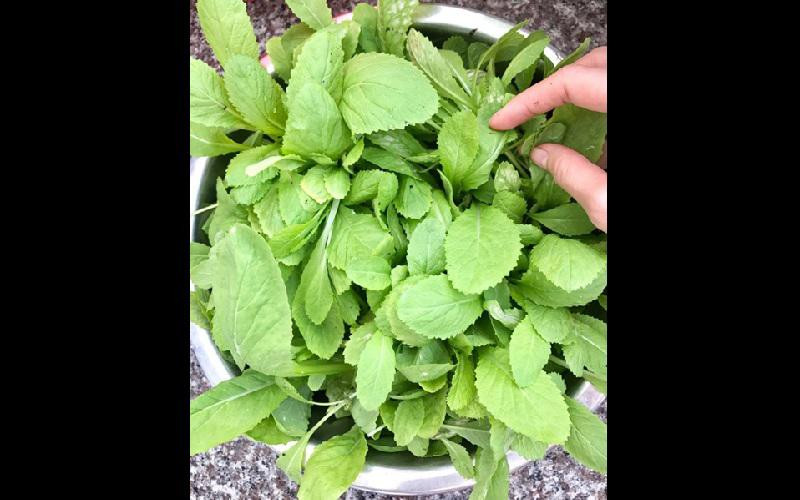 Với kinh nghiệm hơn hai năm làm vườn, chị đảm bảo bữa ăn gia đình luôn có đủ rau sạch cần thiết dù mỗi loại chỉ trồng một ít.