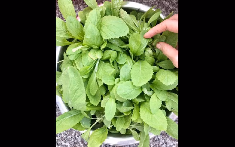 Với kinh nghiệm hơn hai năm làm vườn, chị đảm bảo bữa ăn gia đình luôn có đủ rau sạch cần thiết dù mỗi loại chỉ trồng một ít.