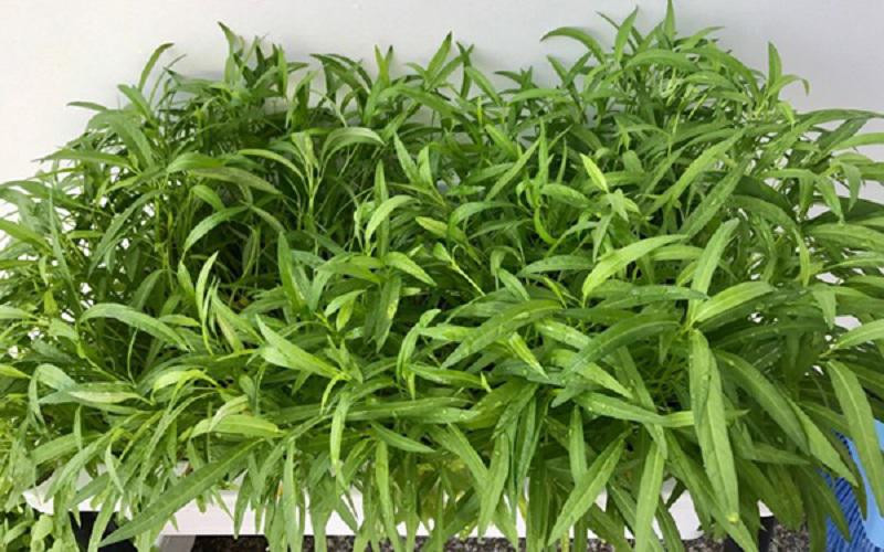 Chị áp dụng quy trình chăm sóc đơn giản gồm các bước: làm đất, gieo hạt sau đó duy trì tưới nước hai lần mỗi ngày, đợi cây ra hoa sẽ bón phân.