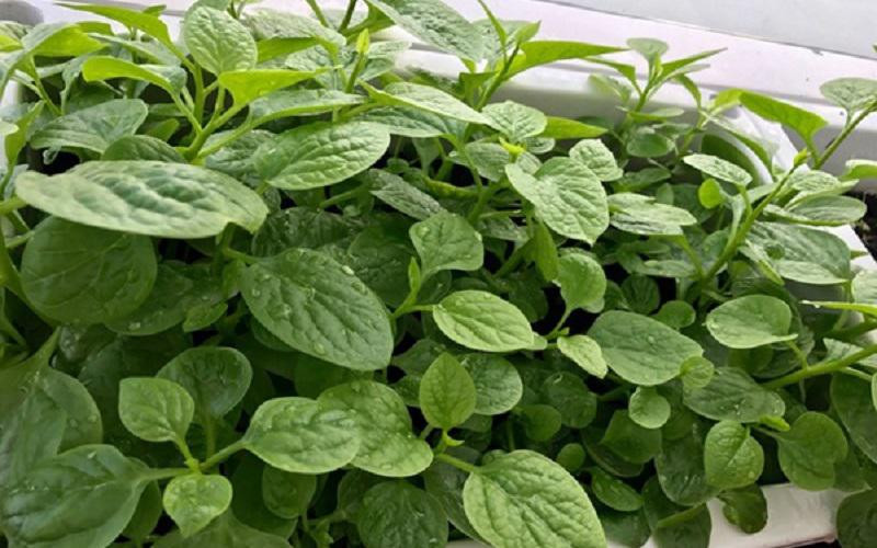 Ngoài mướp, bà mẹ hai con trồng rau muống, mồng tơi, cà tím, cải xanh, đậu rồng, dưa leo và các loại rau gia vị.