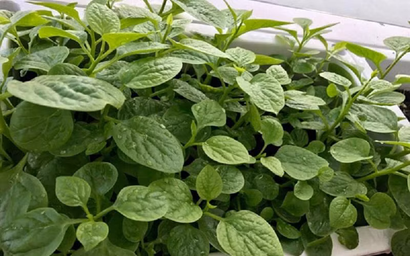 Ngoài mướp, bà mẹ hai con trồng rau muống, mồng tơi, cà tím, cải xanh, đậu rồng, dưa leo và các loại rau gia vị.