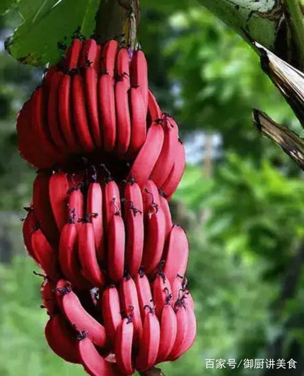 4 loai qua quy hiem tren the gioi, co tien chua chac mua duoc