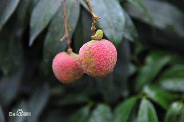 4 loai qua quy hiem tren the gioi, co tien chua chac mua duoc-Hinh-3