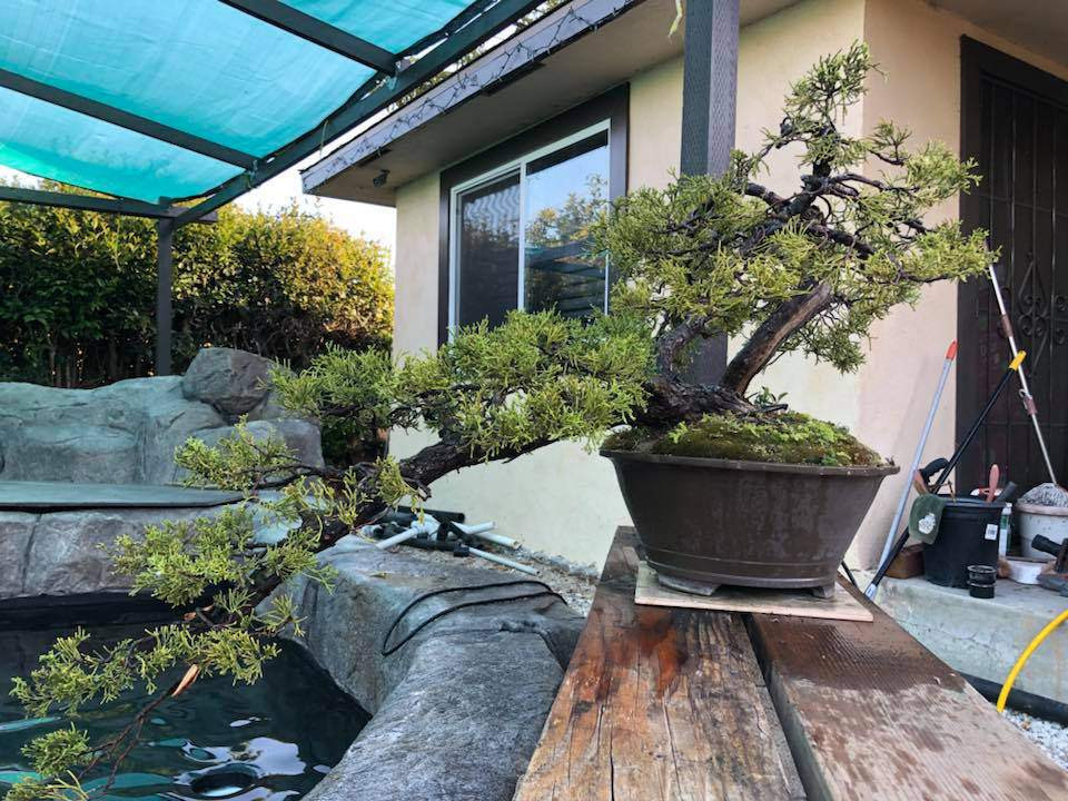 Hình ảnh về hồ cá trong vườn nhà do nam ca sĩ Bằng Kiều chia sẻ. Anh vui vẻ tư vấn cho cậu em về việc chọn cây cảnh dáng thác đổ sẽ phù hợp hơn.