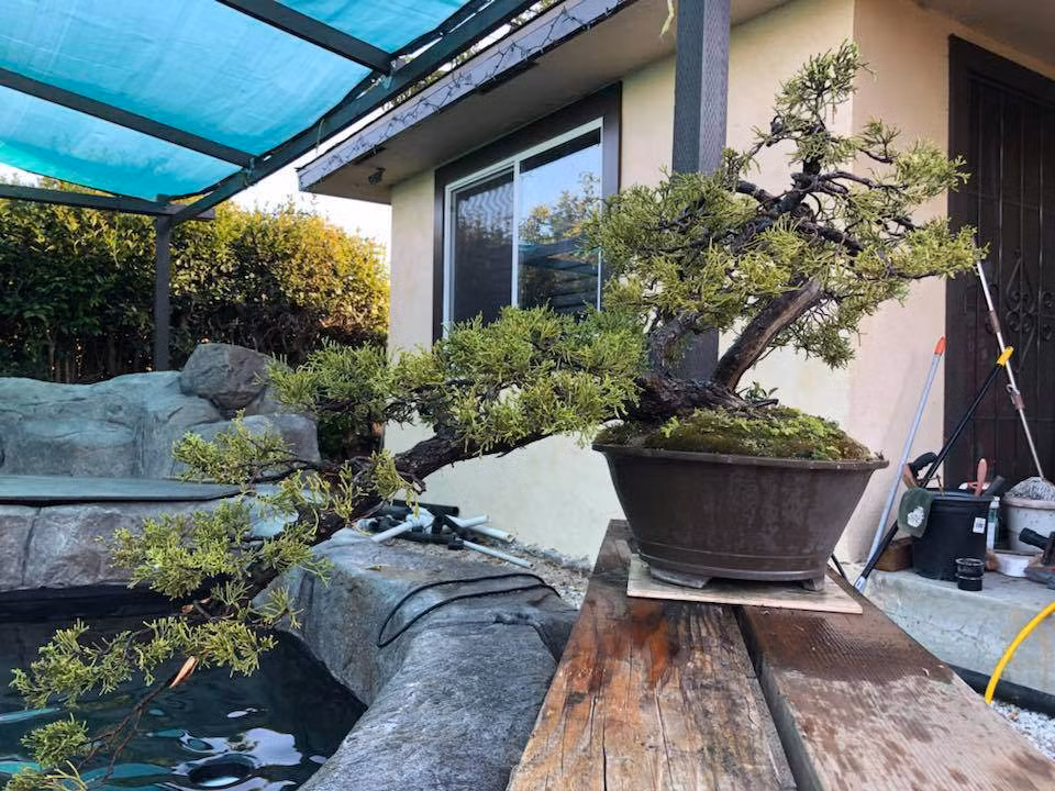 Hình ảnh về hồ cá trong vườn nhà do nam ca sĩ Bằng Kiều chia sẻ. Anh vui vẻ tư vấn cho cậu em về việc chọn cây cảnh dáng thác đổ sẽ phù hợp hơn.