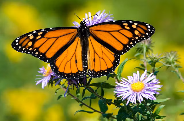 Con giap nao thay 4 diem bao nay la co quy nhan soi chieu-Hinh-2