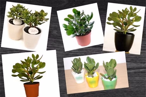 Dat thu nay tren ban lam viec, tai loc chay vao tui nhu thac do