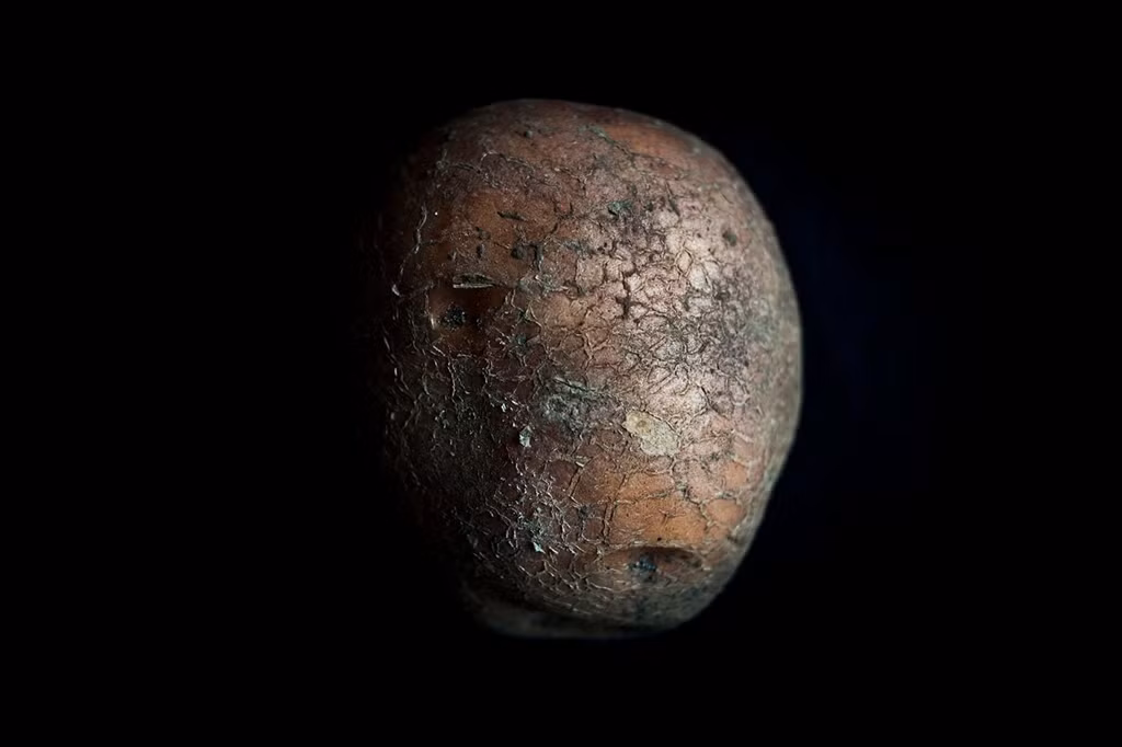 Một củ khoai tây từ khu vực bị ô nhiễm phóng xạ ở Chernobyl.