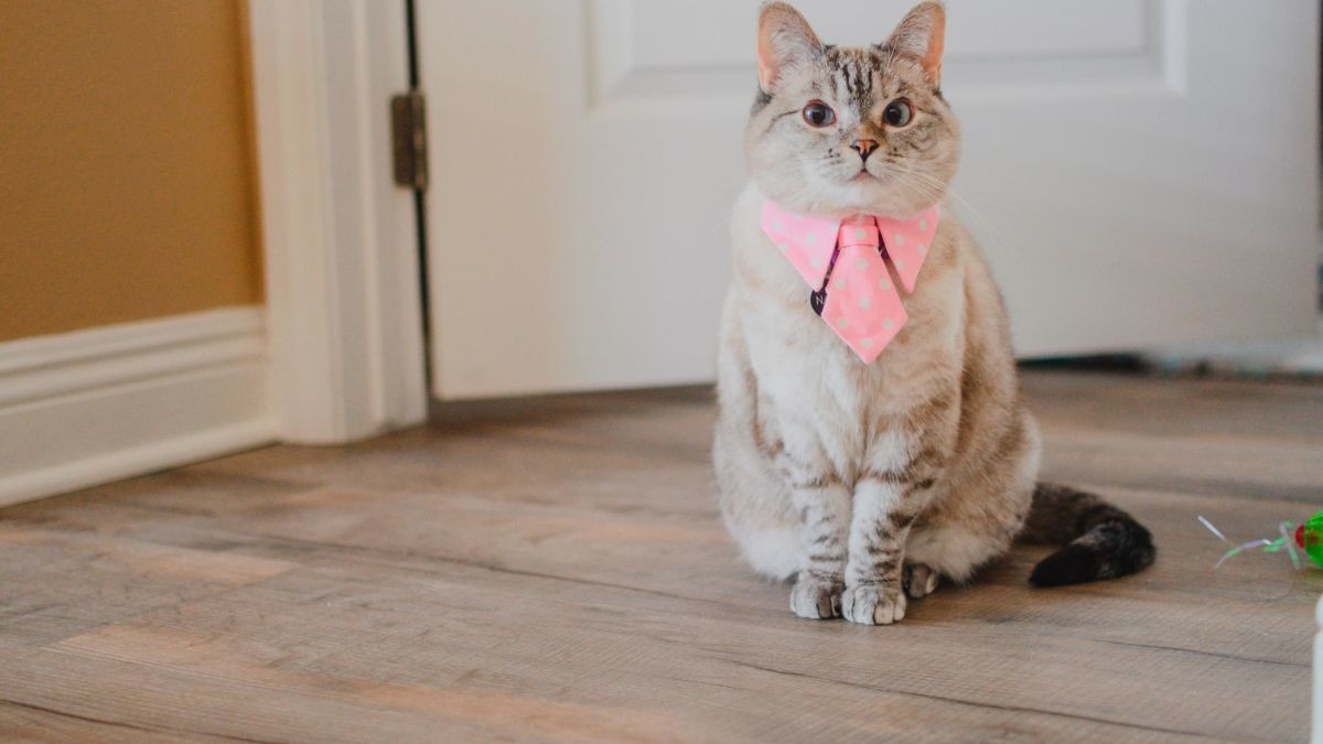 Vo bo va chi con 1 con cho, cuoc doi doi thay giau co khong ngo-Hinh-3