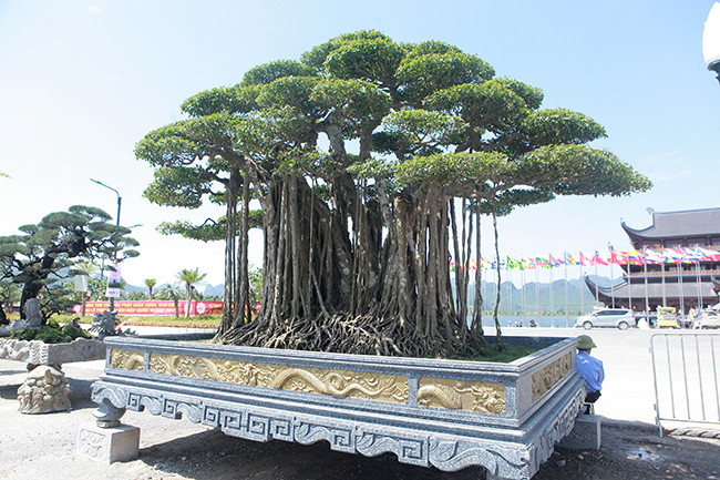 Theo đó, cây cao khoảng 4m, tán rộng 5,5m, đường kính bệ rễ 3m, thân tán xòe rộng và đối xứng đẹp mắt. Cây được trồng trong một chậu lớn bằng đá, xung quanh chậu có đắp những con rồng để thể hiện ý nghĩa tên của cây.