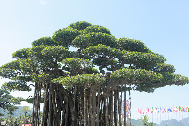 Bông tán xếp tầng nhìn như những áng mây.