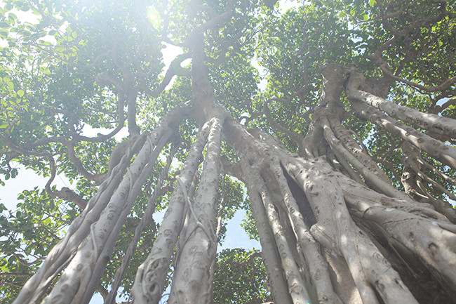 Cũng theo anh Minh, ở Việt Nam sanh cổ không hiếm nhưng để tìm được cây có hình dáng cổ kính, thân tán đẹp mắt và đặc biệt bộ rễ “khủng” như thế này rất khó, chỉ đếm trên đầu ngón tay. "Cây sanh có dáng làng, thể hiện sự quần tụ, trong đó thân cây, bộ rễ hòa quyện vào nhau và rất uyển chuyển. Với giới chơi sinh vật cảnh, chỉ cần nhìn bộ rễ sẽ thấy giá trị cũng như đẳng cấp khác biệt của cây sanh này”, anh Minh khẳng định.