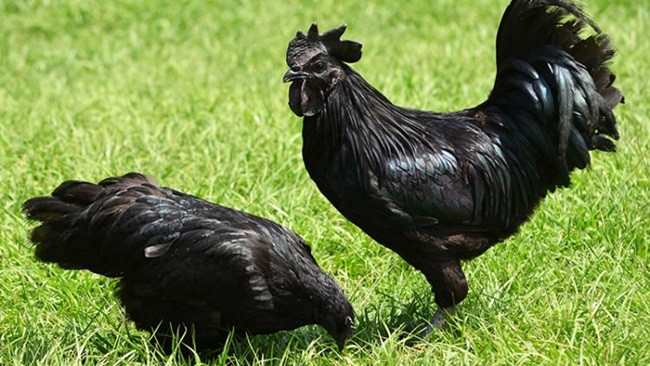 Ayam Cemani được nuôi trên đảo Java từ thế kỷ 12, được coi là gà của giới thượng lưu.