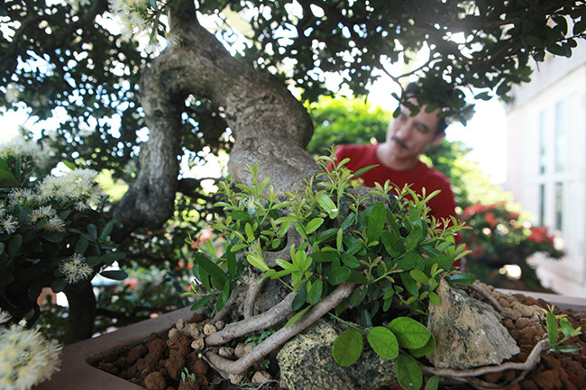 Theo anh Sơn, để hoa nở rộ như thế này rất khó, đòi hỏi người chơi phải am hiểu, xác định thời điểm cắt tỉa, xác định thời điểm không để hoa bị dính nước mưa... Loại cây này chăm sóc tốt quá thì cây ra rất ít hoa nên phải có chế độ cho “ăn” vừa phải. Hoa có mùi thơm nhẹ rất dễ chịu, cây thường ra hoa vào đầu hè và nở kéo dài 2-3 tháng.