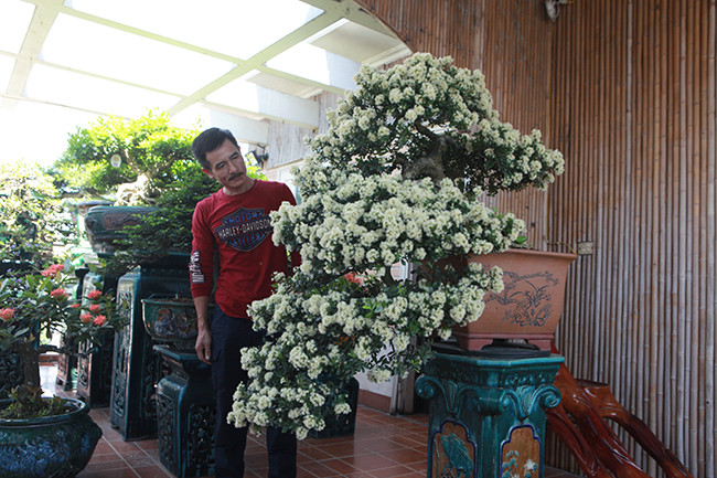 Theo anh Sơn, cây có nguồn gốc từ Bình Định, tại Việt Nam chỉ ở miền Trung mới có. Hải châu rất được ưa chuộng trong đó, mấy năm gần đây một số nhà vườn ngoài Bắc bắt đầu chơi loại cây này. Đặc điểm của dòng cây này không phải nuôi trồng mà là cây khai thác. Các nhà vườn khi mang phôi cây sống cheo leo từ vách núi về chỉ tạo tác được phần bông tay chứ thế cây không làm được, anh Sơn cho hay.