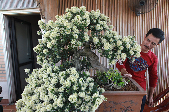 Cây đang nở rộ, rực rỡ nhất, những bông hoa như những “bông tuyết” phủ trắng theo dáng thác đổ khiến người xem say đắm. Để có một cây hải châu cổ thụ dáng thác đổ lại ra hoa rực rỡ như vậy rất hiếm. Khi có quả người ta gọi là trân châu, khi có hoa người ta gọi là hải châu, những người chơi cây cảnh gọi là “Hòn ngọc Viễn Đông”.