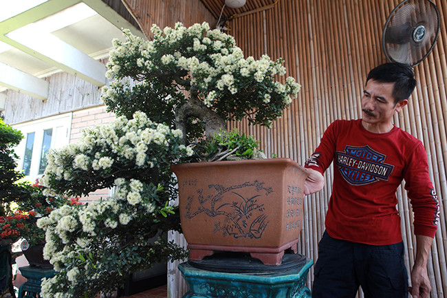 Anh Sơn chia sẻ, giá trị của cây rất khó nói bởi không cây nào giống cây nào nhưng để kiếm được một cây hải châu đủ tiêu chuẩn thì rất khó. Đã có người trả 500 triệu đồng nhưng gia đình không bán.