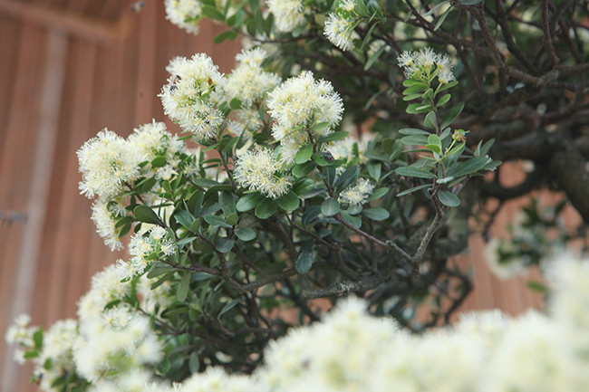 Chủ nhân của tác phẩm cho biết, vì cây sống ở khe núi, không có sự chăm sóc nên cằn cỗi và có được một dáng như thế này rất khó. Các nghệ nhân trong Bình Định nói cây hải châu thác đổ này phải 100 năm. “Nhìn gốc bé như thế này thôi nhưng phải qua rất nhiều năm vì cây hải châu phát triển rất chậm, một năm nó chỉ ra một tí xíu răm”, anh Sơn nói.