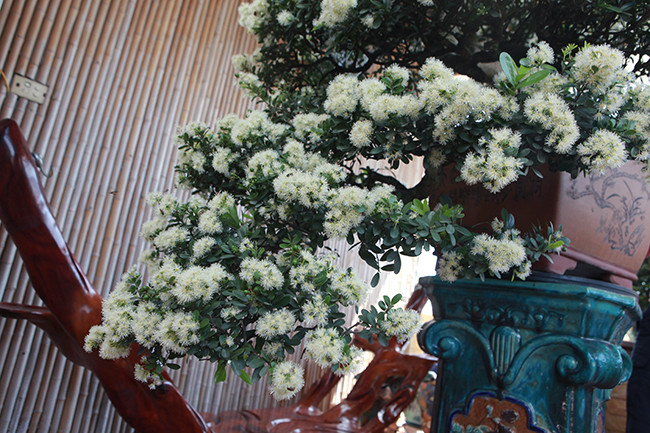 Bộ rễ cây chắc chắn, thân cây xù xì uốn lượn xuống phía dưới rất đẹp. Phải mất mấy chục năm người nghệ nhân mới tạo được tay cành tỉ mỉ như vậy, anh Sơn cho biết.