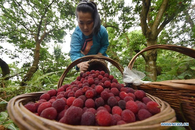 Theo truyền thông Trung Quốc, năm nay các vùng trồng thanh mai của nước này phải chịu thời tiết mưa lớn từ đầu năm nên năng suất bị giảm. Tuy nhiên, đây cũng là điều kiện giúp giá loại quả này tăng cao so với vụ năm ngoái.