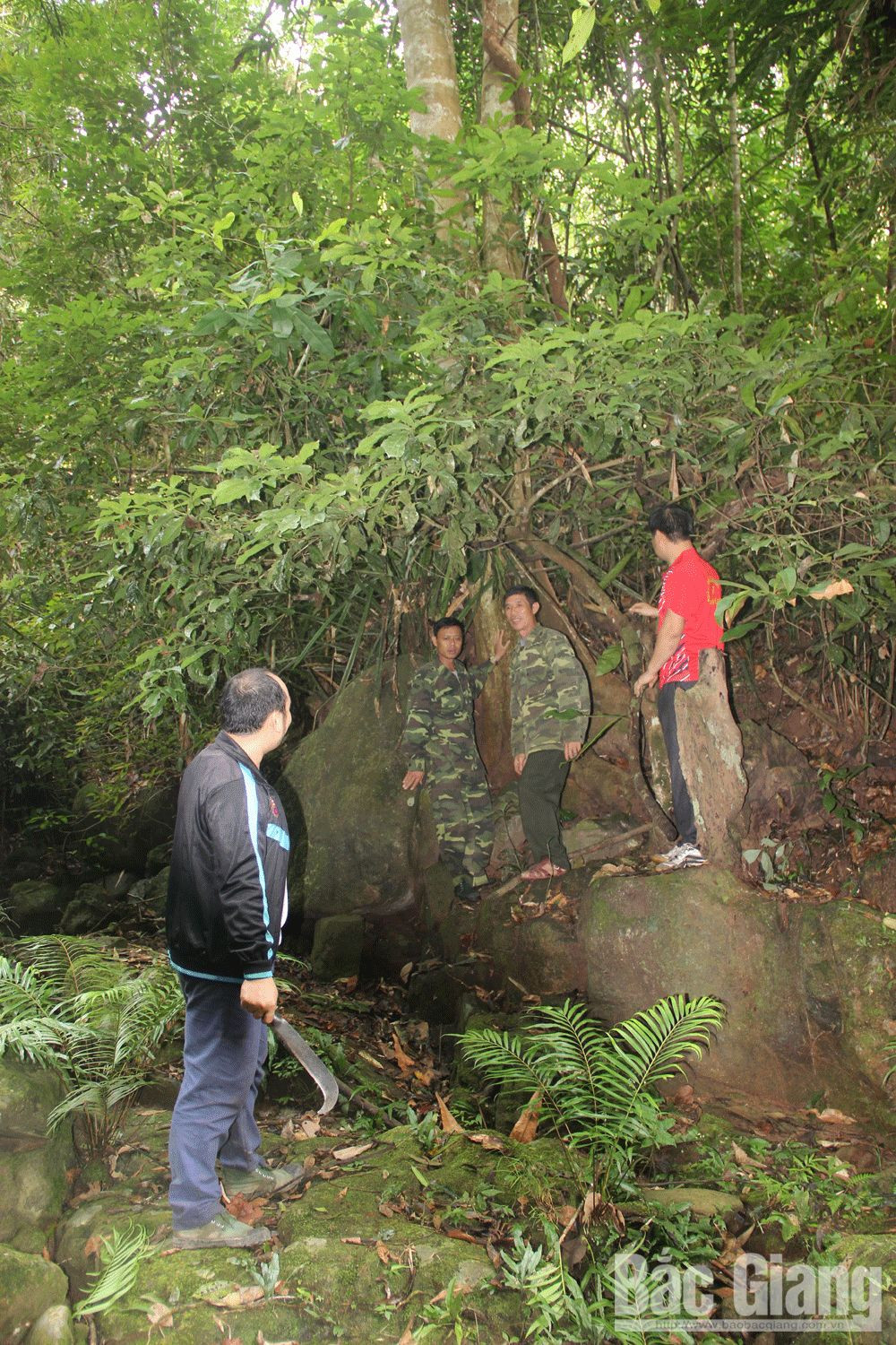 Bi an loai che co thu o rung nguyen sinh Tay Yen Tu