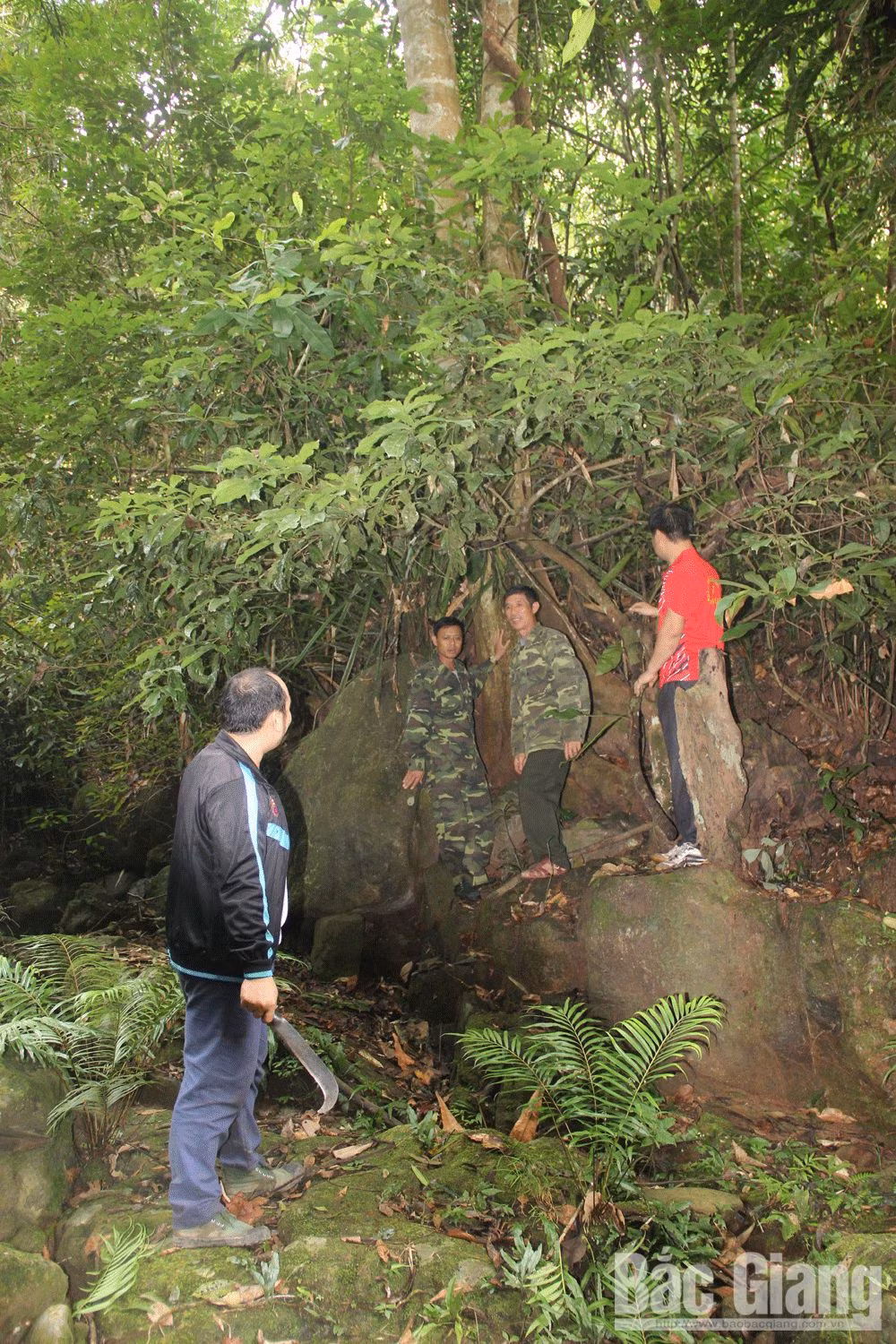 Bi an loai che co thu o rung nguyen sinh Tay Yen Tu