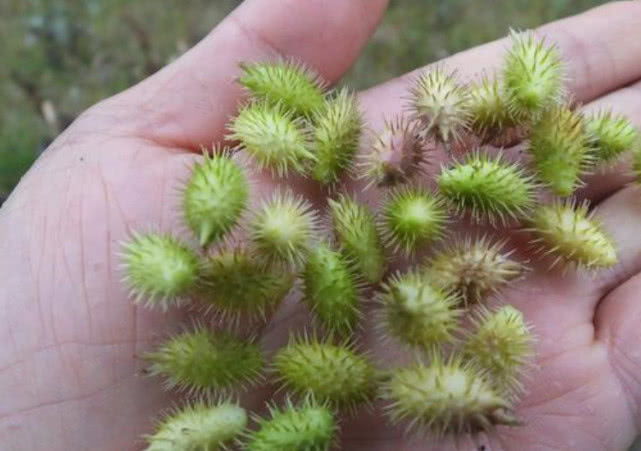 Loai qua gai moc dai o Viet Nam khi gia cong co gia dat 