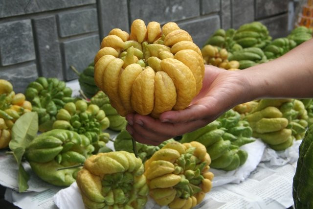 Luu y khi mua phat thu tho Tet de linh ung phat tai