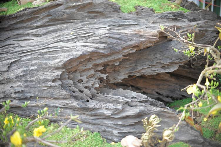 Chia sẻ về hai tác phẩm bon sai độc đáo, anh Lê Tiến Thịnh cho hay, thấy người dân vớt cây gỗ dưới sông về nên anh liên hệ mua lại. Phải mất nhiều năm nghiên cứu mới cho ra lò tác phẩm như ý muốn. Mặc dù mới trưng bày một thời gian ngắn, nhưng cuốn hút khá nhiều người đến xem và tìm hiểu.