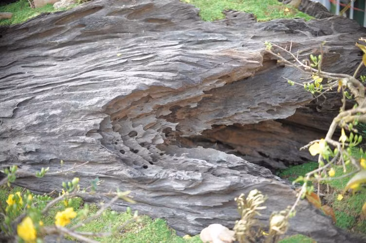 Chia sẻ về hai tác phẩm bon sai độc đáo, anh Lê Tiến Thịnh cho hay, thấy người dân vớt cây gỗ dưới sông về nên anh liên hệ mua lại. Phải mất nhiều năm nghiên cứu mới cho ra lò tác phẩm như ý muốn. Mặc dù mới trưng bày một thời gian ngắn, nhưng cuốn hút khá nhiều người đến xem và tìm hiểu.