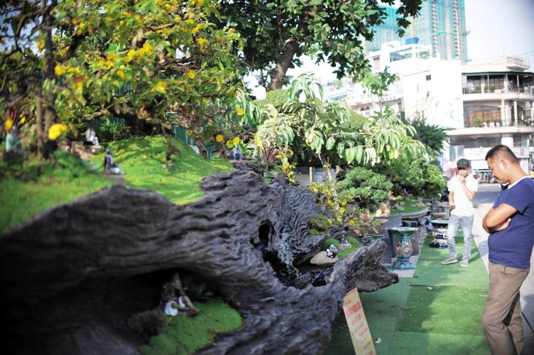 Người dân đang chiêm ngưỡng hai tác phẩm bon sai.