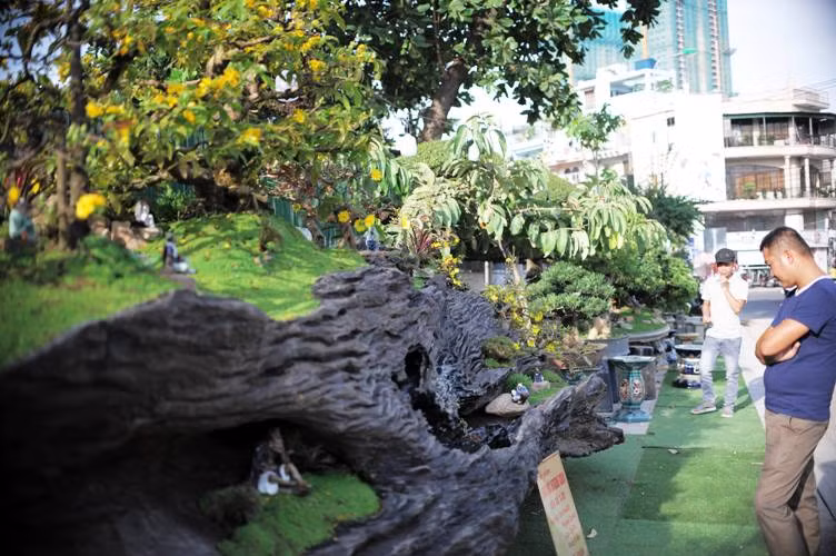 Người dân đang chiêm ngưỡng hai tác phẩm bon sai.