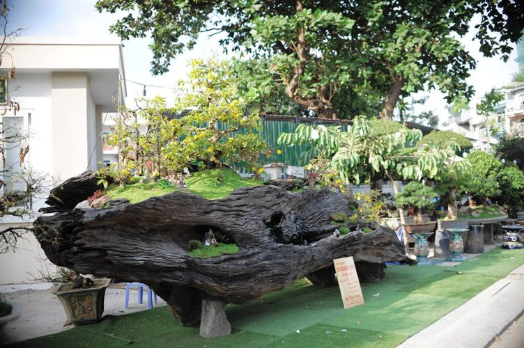 Qua tìm hiểu, tác phẩm “Động mộc nghênh xuân” có 11 cây mai được tạo hình dáng khác nhau và tác phẩm “Một thoáng quê hương”, với 9 cây nguyệt quế có hình dáng bắt mắt có chiều cao từ 0,4 – 1,2m.