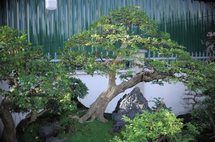 Chủ nhân của 2 tác phẩm “Khổng lồ” chính là anh Lê Tiến Thịnh (SN 1985, huyện Vạn Ninh, Khánh Hòa). Điểm nổi bật nhất của hai tác phẩm này, chính là sự sáng tạo của chủ nhân phối hợp gắn tiểu phẩm bonsai mai vàng và cây nguyệt quế hòa quyện với nhau.