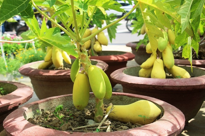 Không có hình dáng thẳng như cây đu đủ thường, đu đủ cảnh có dáng cong, uốn lượn nghiêng khoảng 30-35 độ, mỗi cây có từ 10 đến 20 quả.