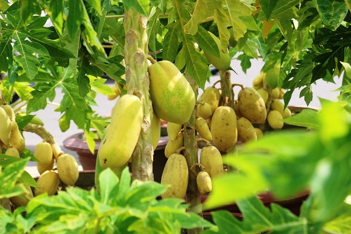 “Cây có chiều cao hạn chế nhưng dáng và quả tạo nên sự khác biệt, phải mất gần 1 năm thì mới có thể tạo ra được cây cho trái. Hiện, tôi đã bán được 5 chậu, riêng hàng này cận Tết sẽ bán rất chạy”, anh Thâm dự đoán.