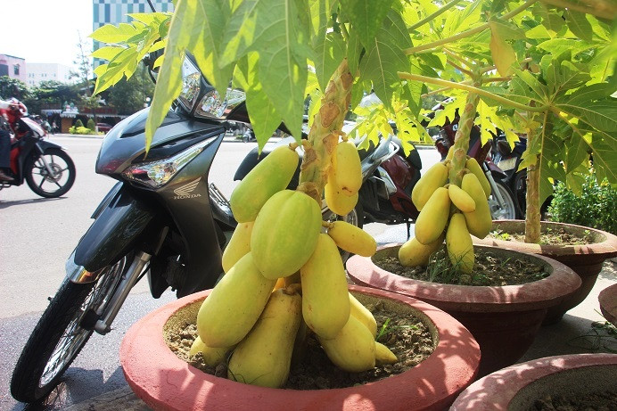 Anh Trần Văn Thâm (32 tuổi) cho biết, để phục vụ khách hàng anh nhập giống đu đủ kiểng vàng này từ miền Tây về Bình Định để bán.