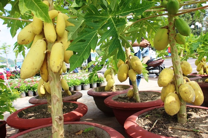 Mức giá được người bán đưa ra là từ 500.000 đồng đến 1 triệu đồng/cây, tùy vào kích thước và độ đẹp của cây.