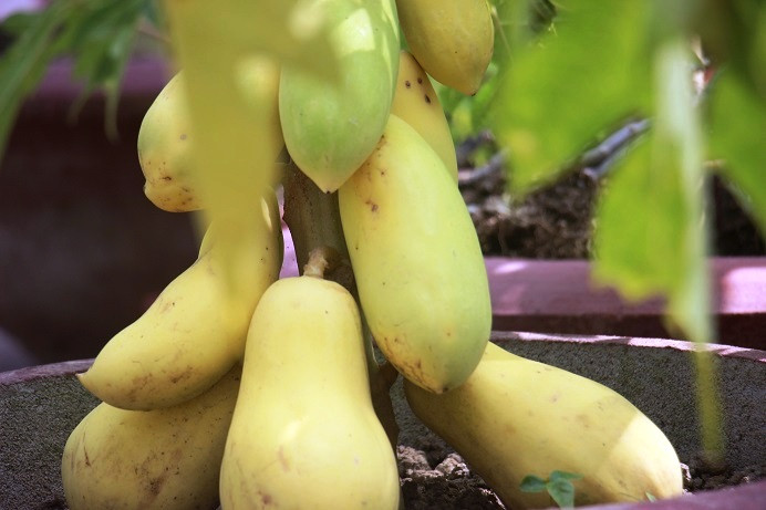 Theo quan sát, những cây đu đủ kiểng này chỉ có chiều cao khoảng 0,5m-1m, được trồng trong chậu có đường kính khoảng 60cm.