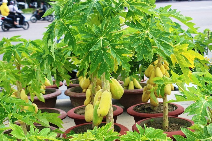 Để đạt được yêu cầu về dáng cây phải đẹp, không bị tì vết, cho nhiều quả và cành phải đều là điều rất khó và cần kỹ thuật cao. “Bề ngoài, nhiều cây có lá vàng là do chúng đang nuôi quả, khi hết quả thì lá cây sẽ xanh lại bình thường”, anh Thâm cho hay.