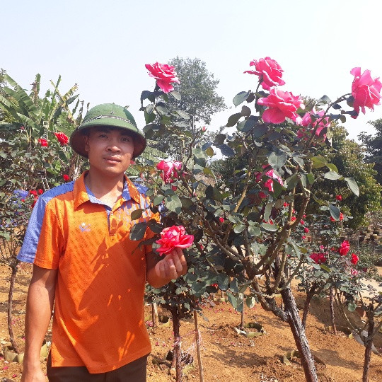 Anh Khương cho biết: "Giá bán bình quân từ 10 - 15 triệu đồng/cây hồng thân gỗ. Trong vườn hồng nhà anh, cây có giá thấp nhất cũng lên đến 8 triệu đồng/cây. Có cây to, sai hoa, bông to, đẹp bán với giá từ 30 - 40 triệu đồng/cây. Khi cây đã phát triển ổn đinh thì việc chăm sóc lại khá đơn giản, vì giống hồng thân gỗ này hầu như không có sâu bệnh hại".