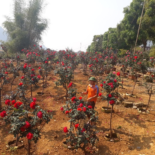 Mở đầu câu chuyện với chúng tôi, trai trẻ ̣9X hồ hởi khoe: "Đây là vườn hồng thân gỗ có một không hai ở Lai Châu, với số lượng cây lên đến hơn 140 cây. Tôi bắt đầu "bén duyên" với hoa hồng thân gỗ từ tháng ̣9.2018. Hồng thân gỗ có đặc điểm bông to, sai hoa và rất đẹp mỗi khi nở hoa. màu đỏ là màu đặc trưng của hoa hồng thân gỗ. Nó còn có tên gọi khác là hồng cổ Trung Quốc".