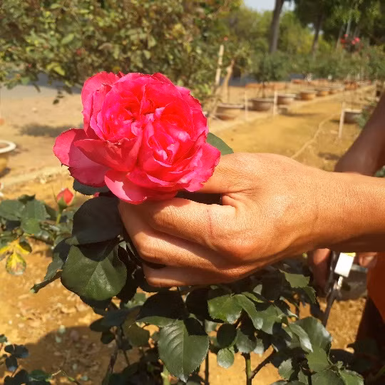 Theo Duy Khương, có khá nhiều người thất bại khi "thử vận may" với giống hồng thân gỗ này. Anh là người đầu tiên và cũng là người duy nhất ở Lai Châu thành công khi nhập giống hồng thân gỗ từ Trung Quốc về trồng. "Giống hoa này chỉ có ở Trung Quốc. Trong quá trình vận chuyển về Việt Nam, cây bị ảnh hưởng, nếu chăm sóc không đúng kỹ thuật thì rất khó thành công. Sở dĩ nhiều người thất bại khi mua giống hồng thân gỗ về trồng cũng chính vì nguyên nhân nhân này" - chủ nhân vườn hồng chia sẻ.