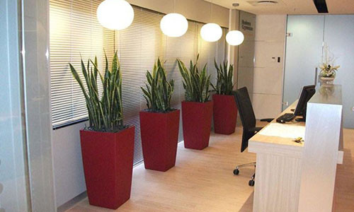 Chi dich danh loai cay giup duoi van xui, hut tai loc