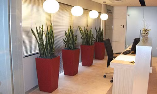 Chi dich danh loai cay giup duoi van xui, hut tai loc